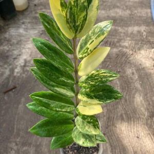 Zamioculcas Zamiifolia