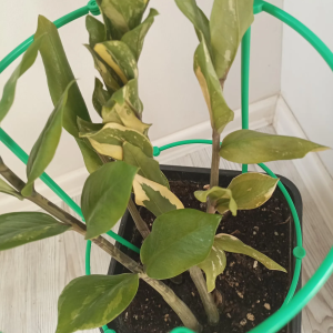 ZZ Zamioculcas Zamiifolia