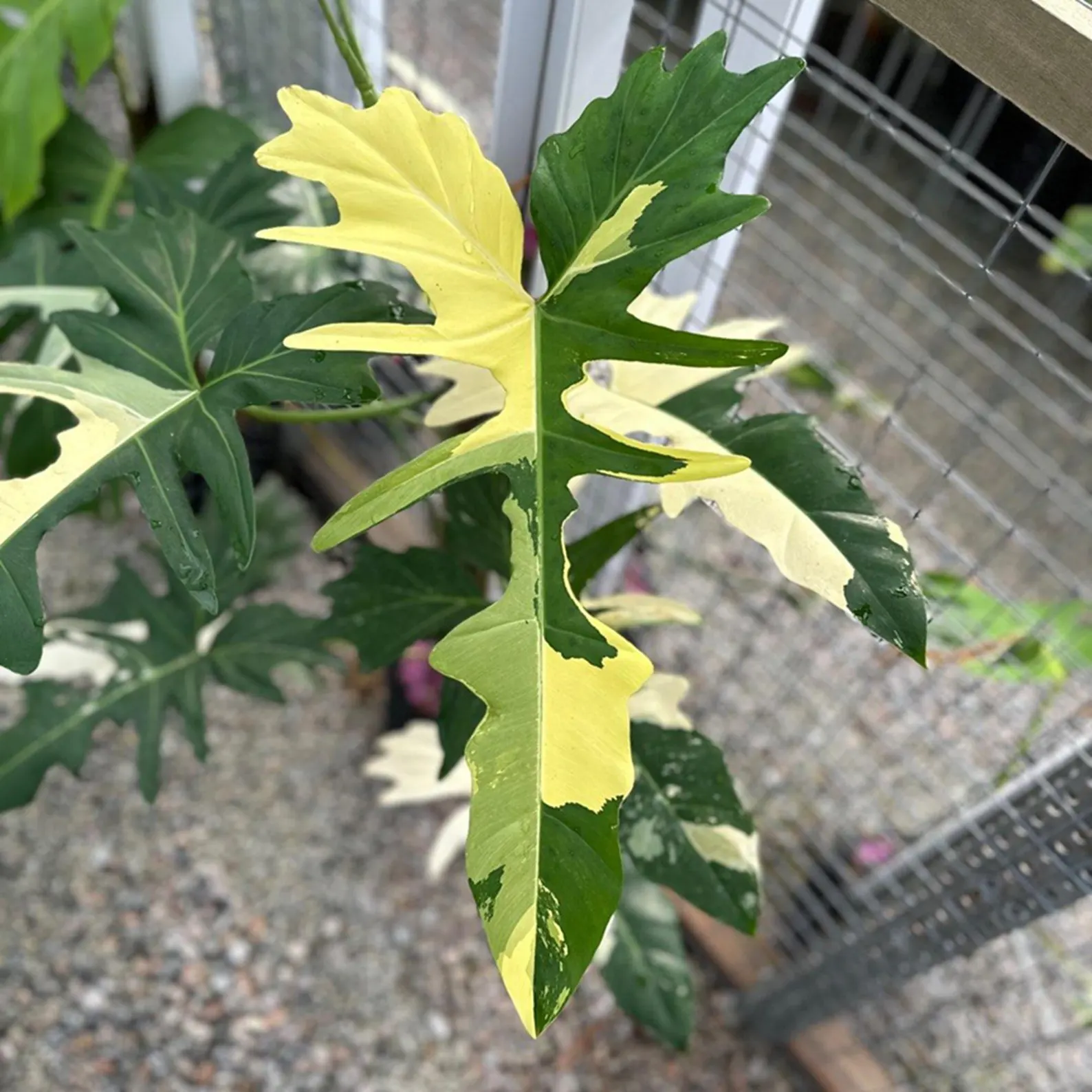 Philodendron Golden